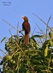 Breithauben-Stirnvogel (Psarocolius angustifrons)